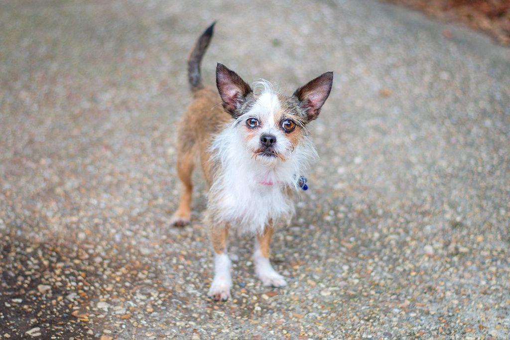 Enlarge Annie, an adopted mixed breed in Baton Rouge, LA image 2/2