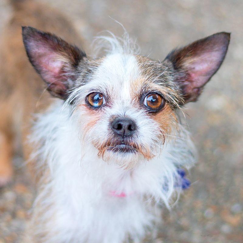 Annie, adopted, Adult Female Chihuahua.