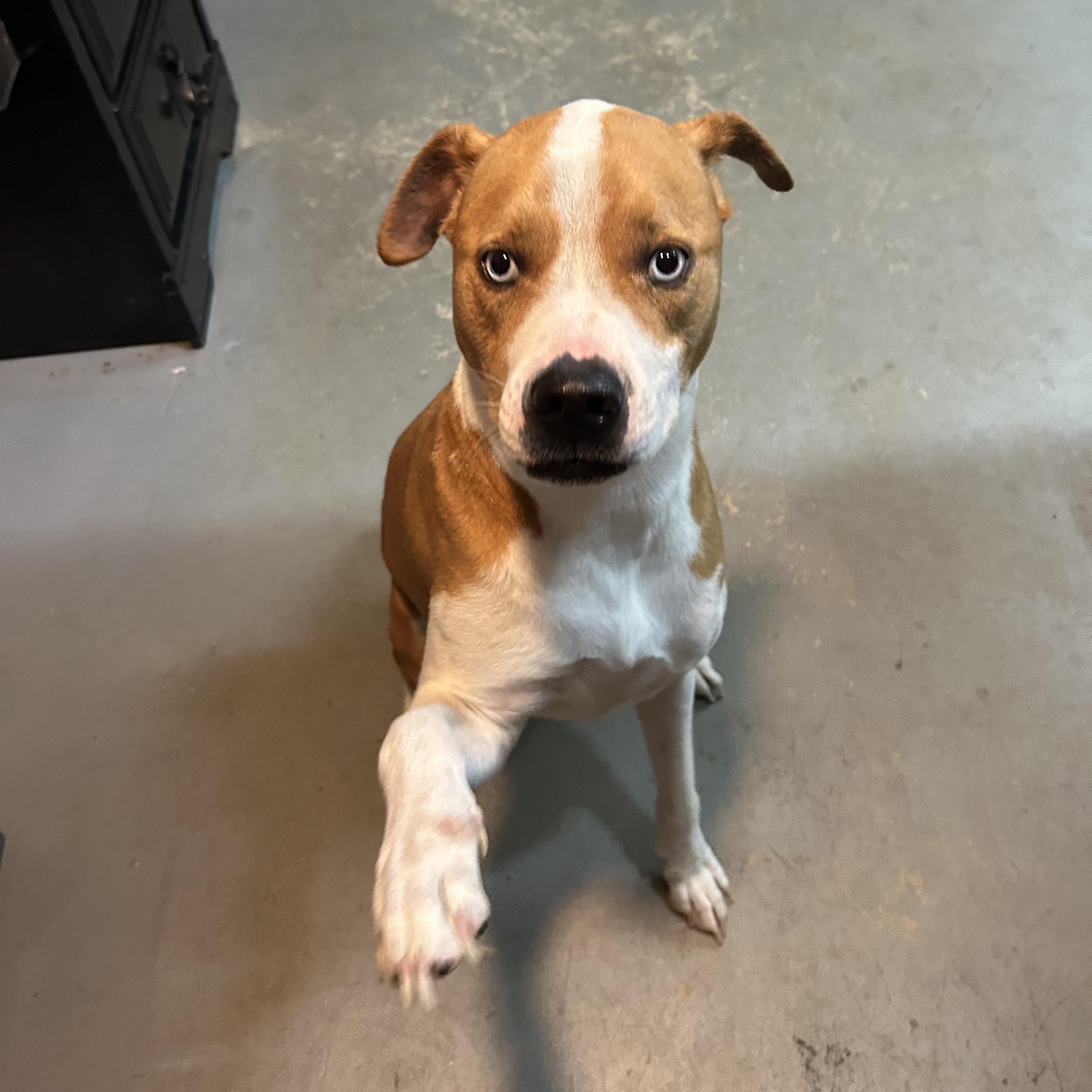 Enlarge Mars, a Adoptable mixed breed in Llano, TX image 4/5