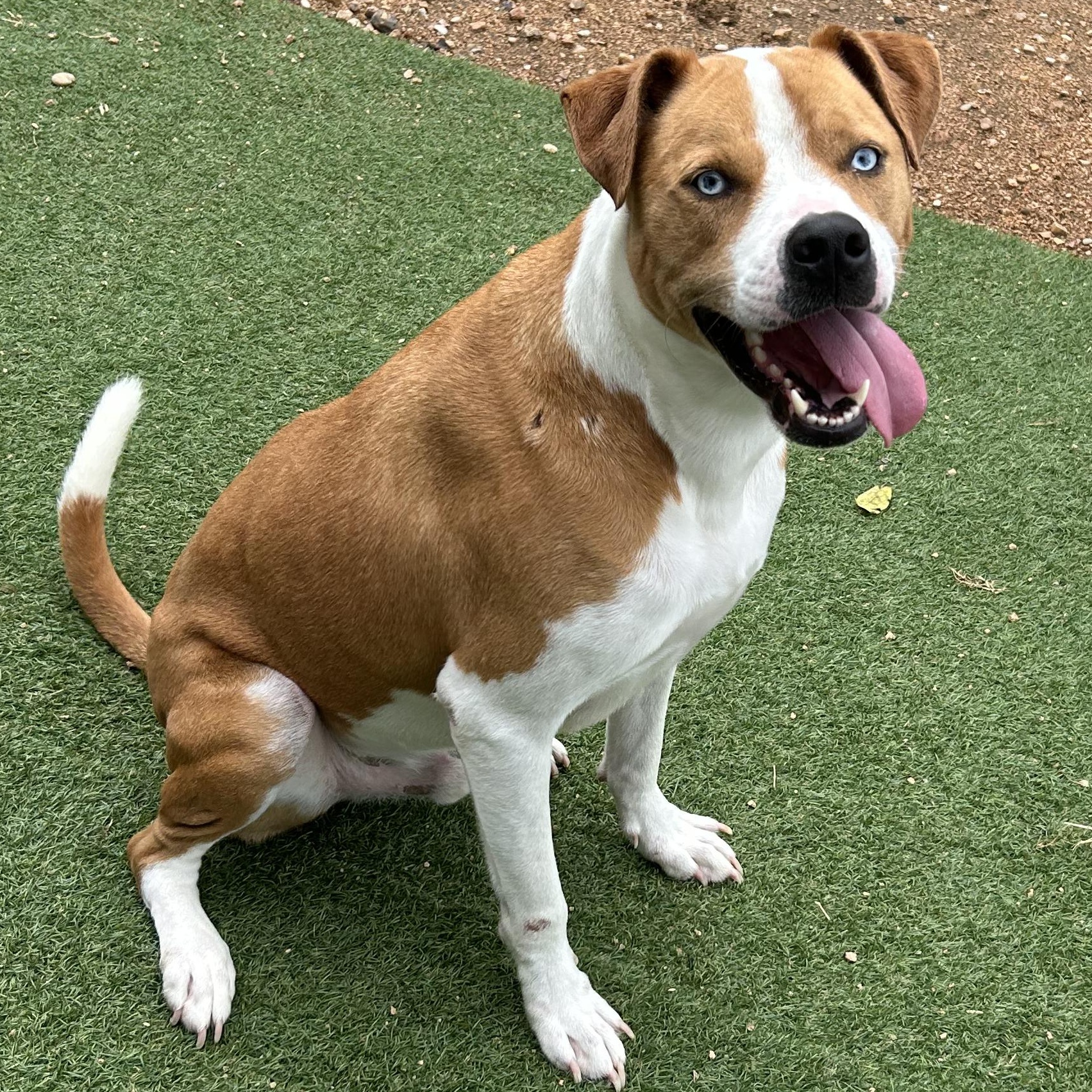 Mars, Adoptable, Young Male American Staffordshire Terrier.