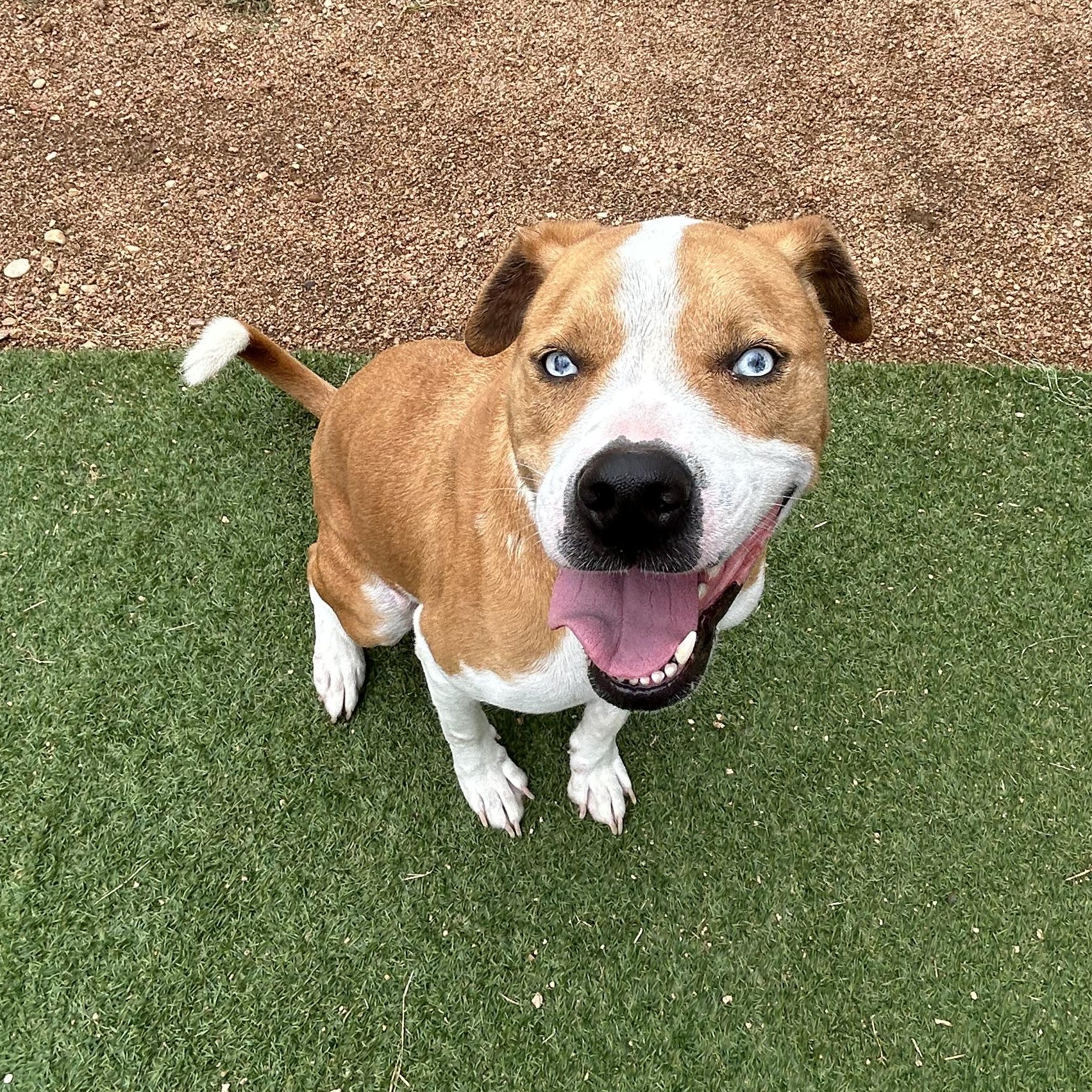 Enlarge Mars, a Adoptable mixed breed in Llano, TX image 5/5