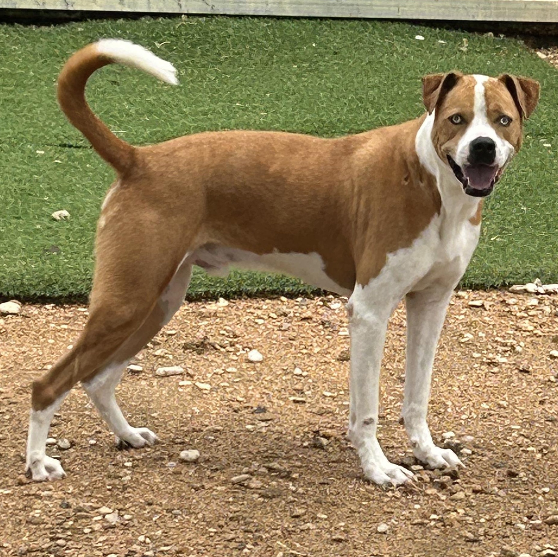 Enlarge Mars, a Adoptable mixed breed in Llano, TX image 3/5