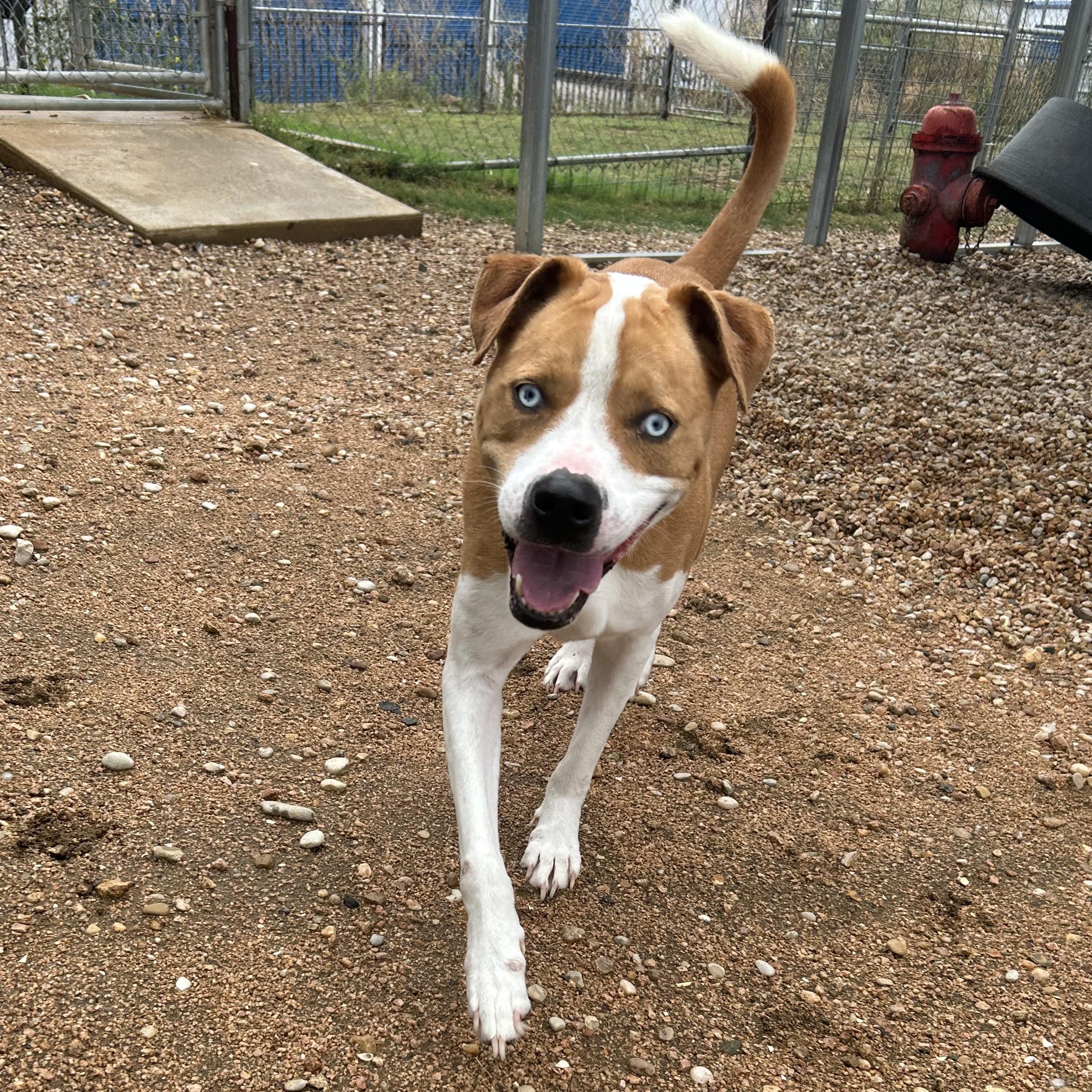 Enlarge Mars, a Adoptable mixed breed in Llano, TX image 2/5