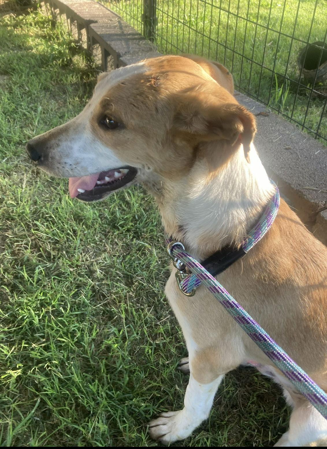 Mason, Adoptable, Young Male Mixed Breed & Border Collie.