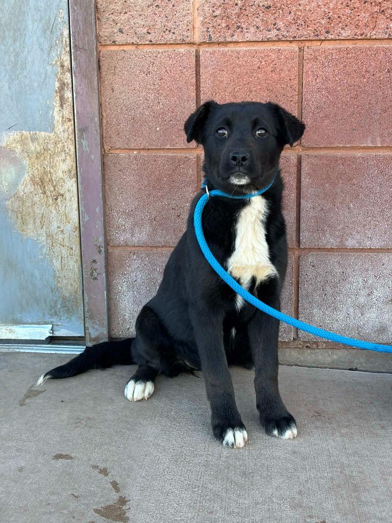 Sahara, ADOPTABLE, Young Female Mixed Breed.