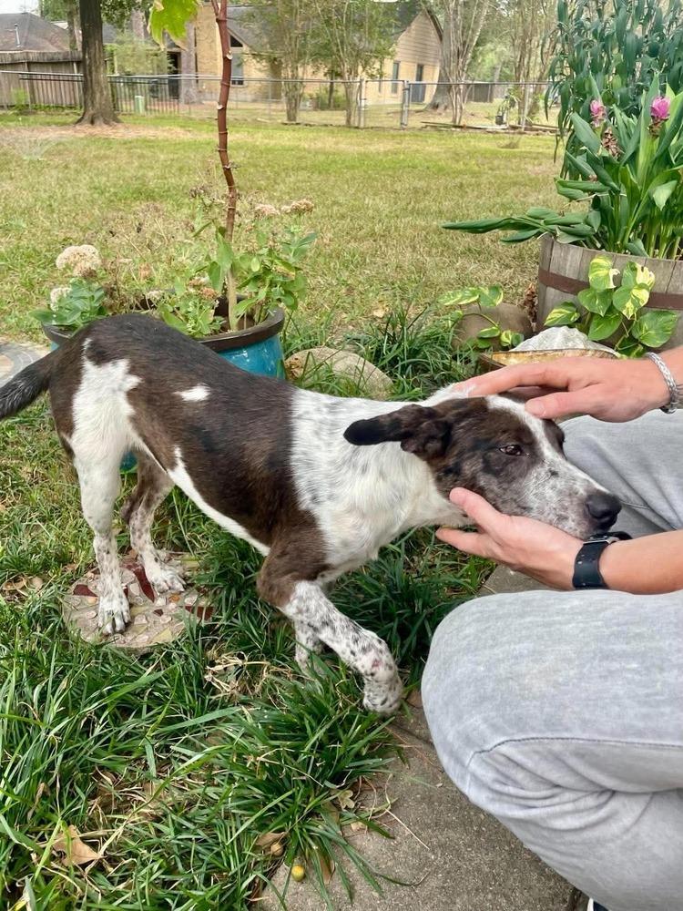 Enlarge Birdie B, a Adoptable mixed breed in Sealy, TX image 1/6