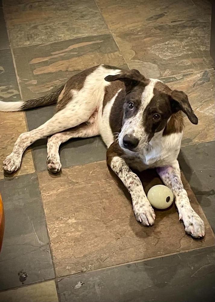 Enlarge Birdie B, a Adoptable mixed breed in Sealy, TX image 4/6