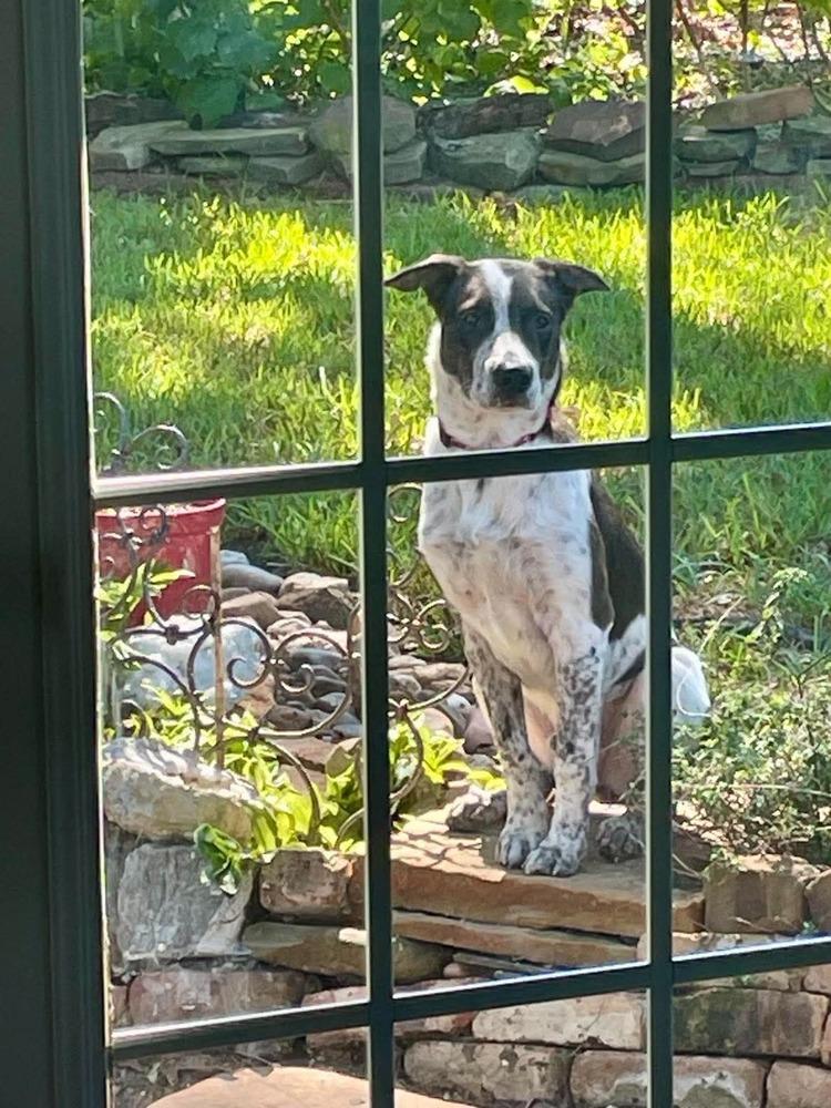 Enlarge Birdie B, a Adoptable mixed breed in Sealy, TX image 5/6