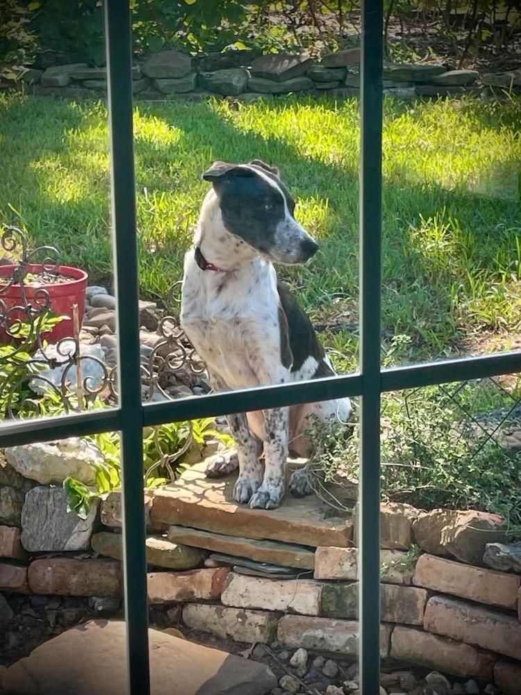 Enlarge Birdie B, a Adoptable mixed breed in Sealy, TX image 6/6