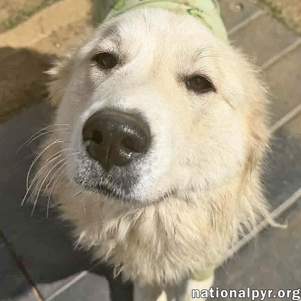 Willow in TN - Serene & Soulful!, adopted, Young Female Great Pyrenees.
