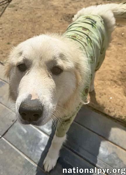 Enlarge Willow in TN - Serene & Soulful!, an adopted Great Pyrenees in Jackson, TN image 3/3