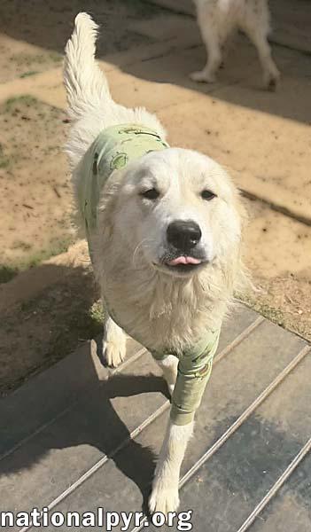 Enlarge Willow in TN - Serene & Soulful!, an adopted Great Pyrenees in Jackson, TN image 2/3