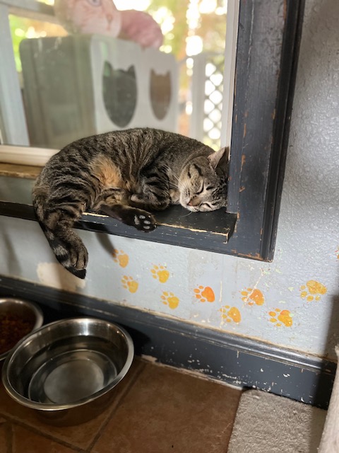 Missy, a Adoptable Domestic Short Hair in El Paso, TX image 4/4