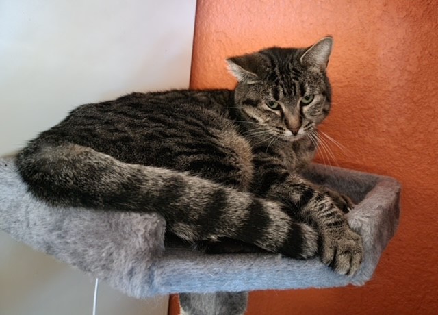 Missy, a Adoptable Domestic Short Hair in El Paso, TX image 3/4