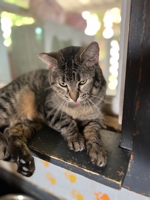 Missy, Adult Female unknown
