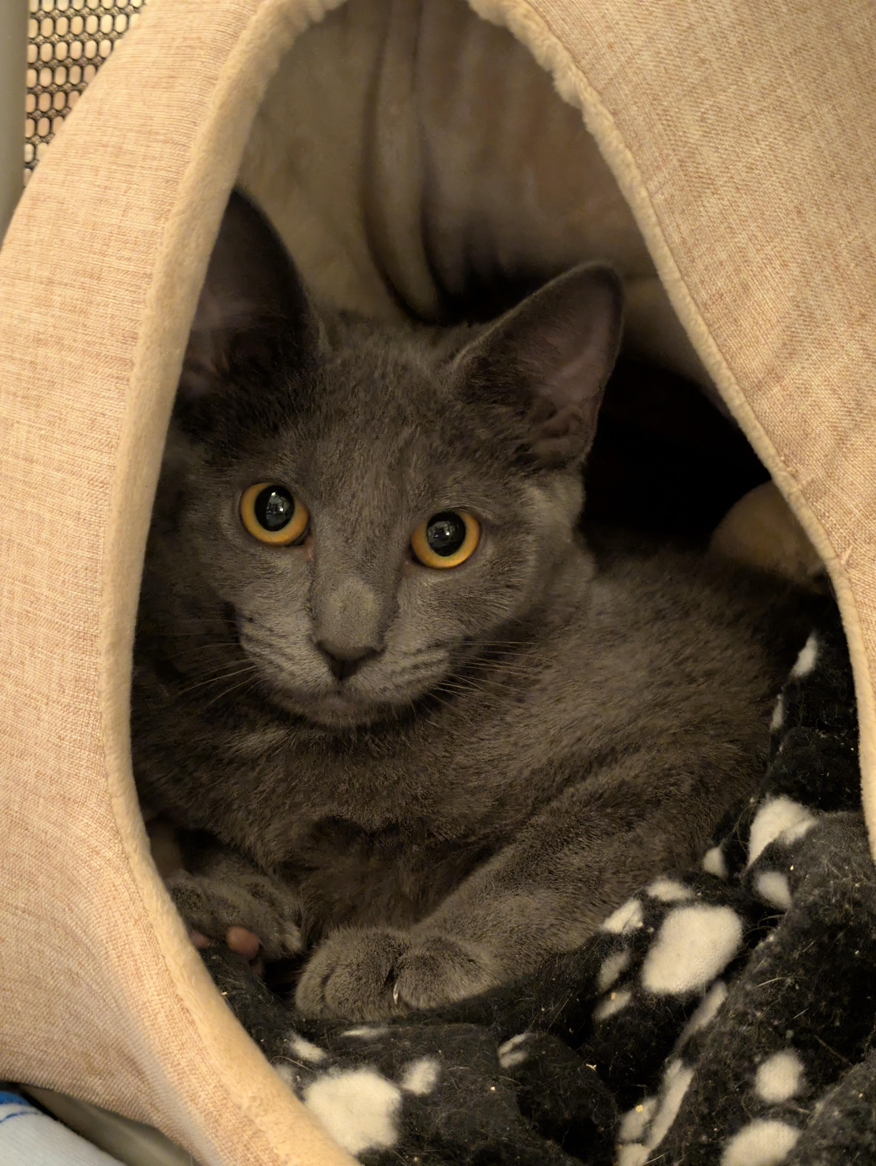 Enlarge Nettle, a Adoptable Domestic Short Hair in Haddon Heights, NJ image 5/5