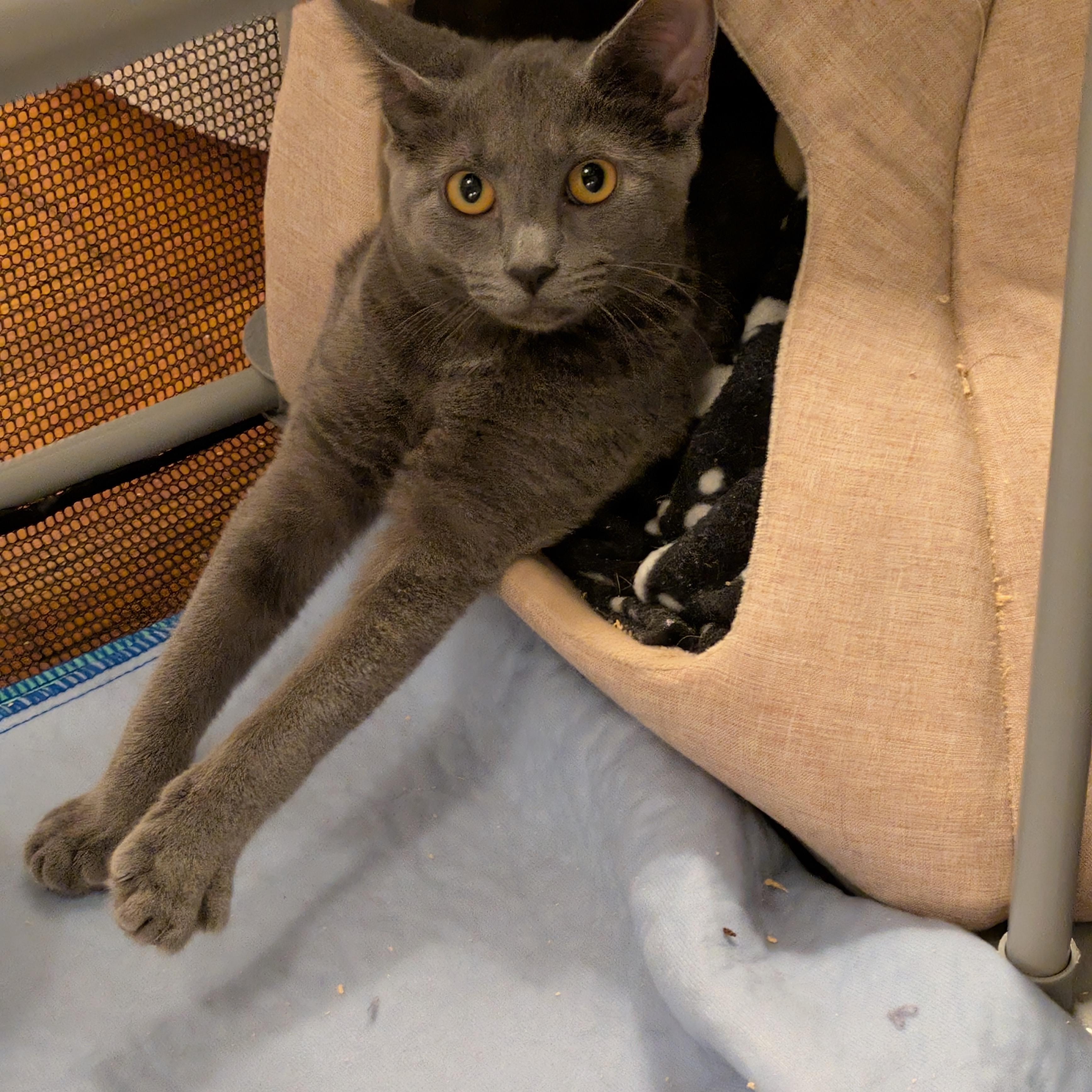 Nettle, Adoptable, Kitten Female Domestic Short Hair.