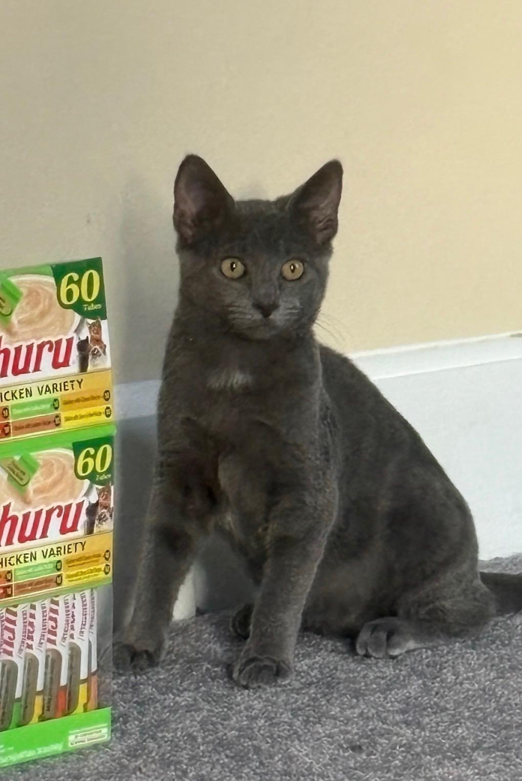 Enlarge Nettle, a Adoptable Domestic Short Hair in Haddon Heights, NJ image 2/5
