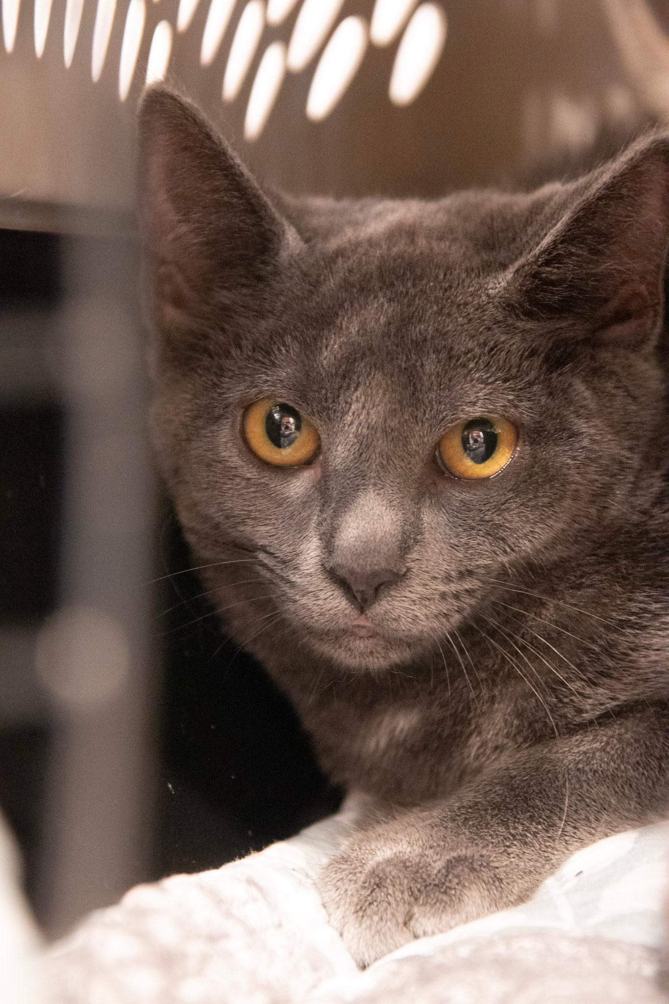 Enlarge Nettle, a Adoptable Domestic Short Hair in Haddon Heights, NJ image 3/5