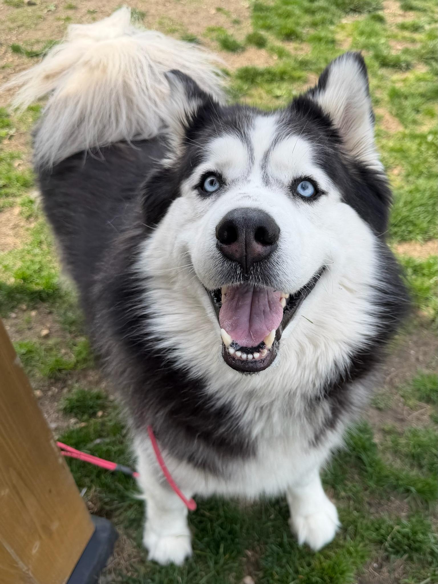 Roy Tag 289, ADOPTABLE, Adult Male Alaskan Malamute & Husky.