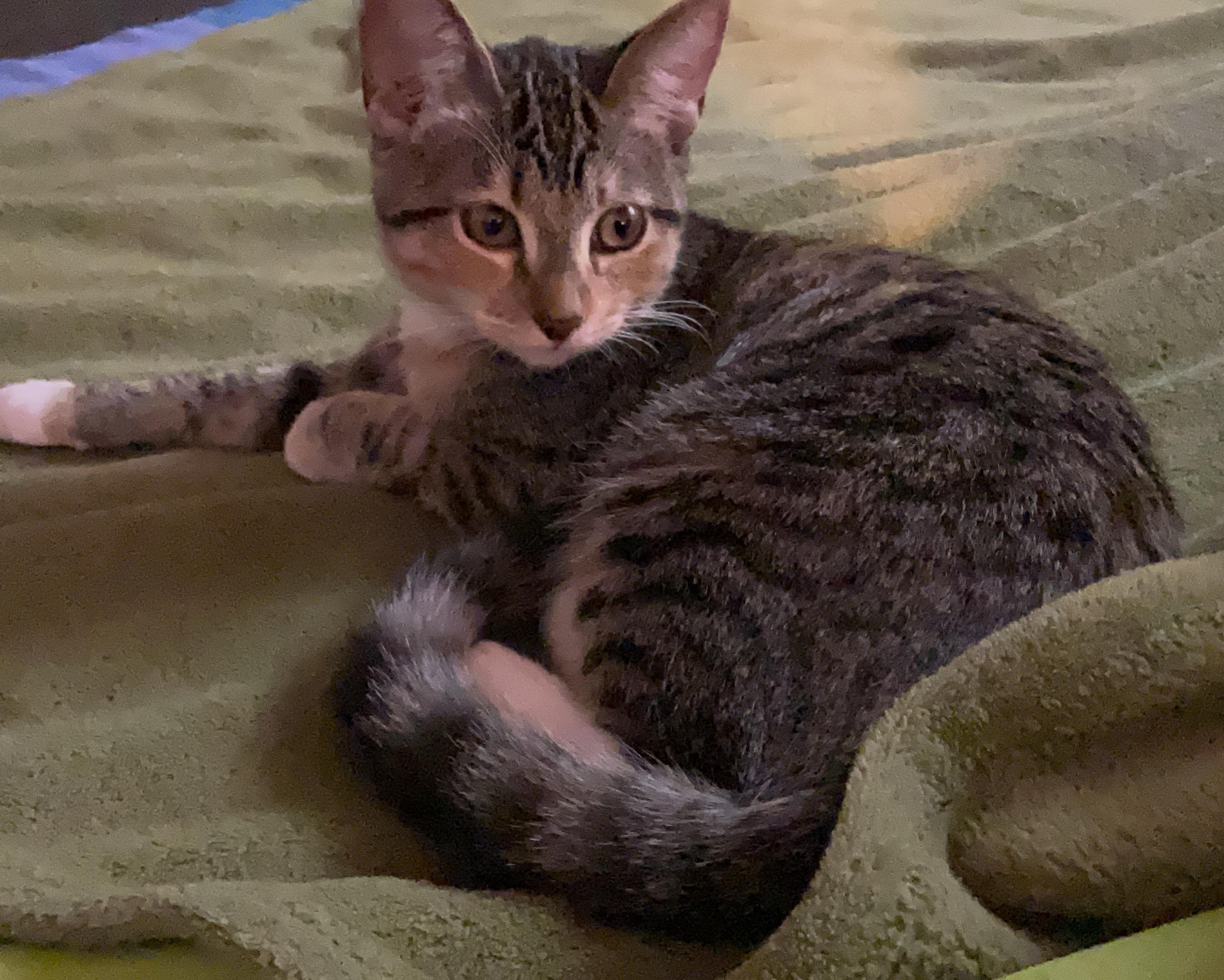 Lassen, adopted, Kitten Female Domestic Short Hair.