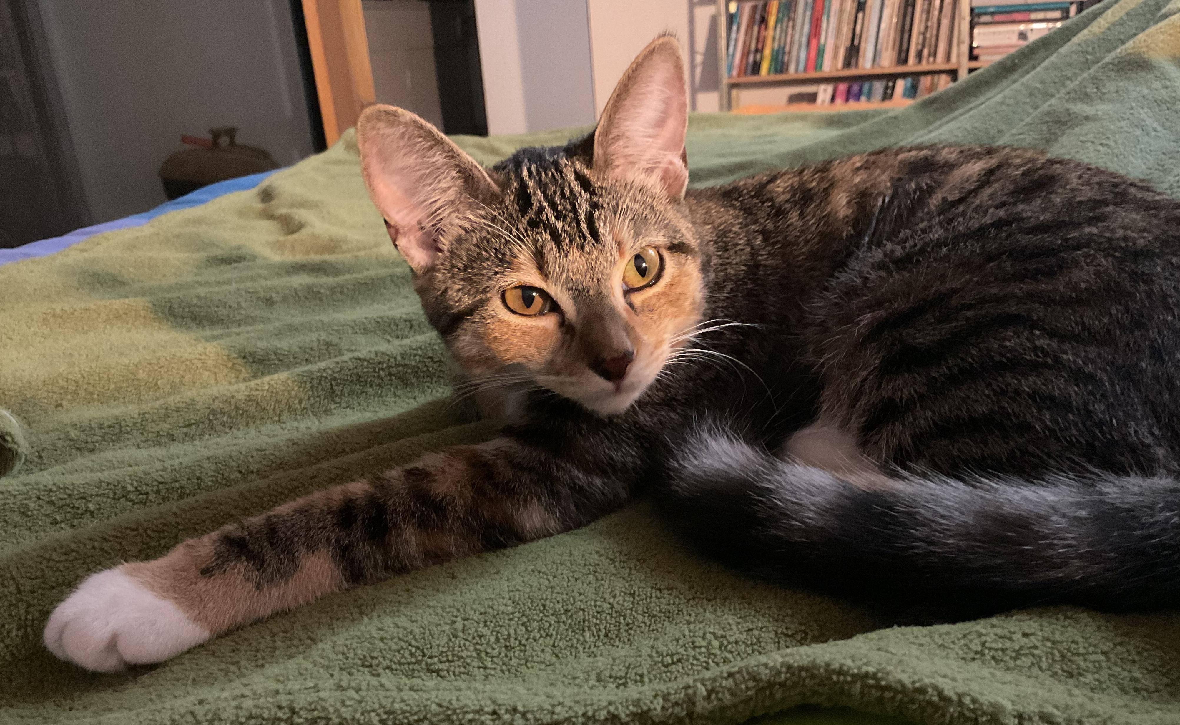 Enlarge Lassen, an adopted Domestic Short Hair in Sherman Oaks, CA image 3/6