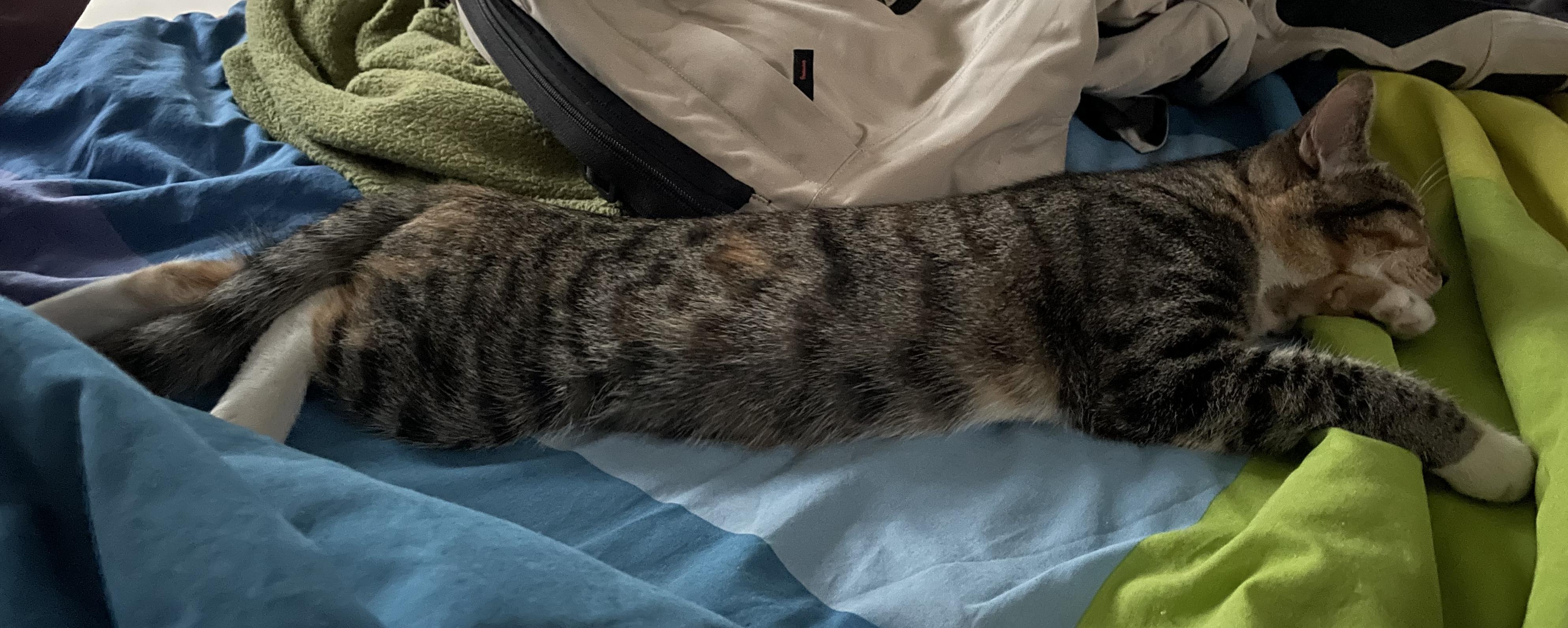 Enlarge Lassen, an adopted Domestic Short Hair in Sherman Oaks, CA image 4/6