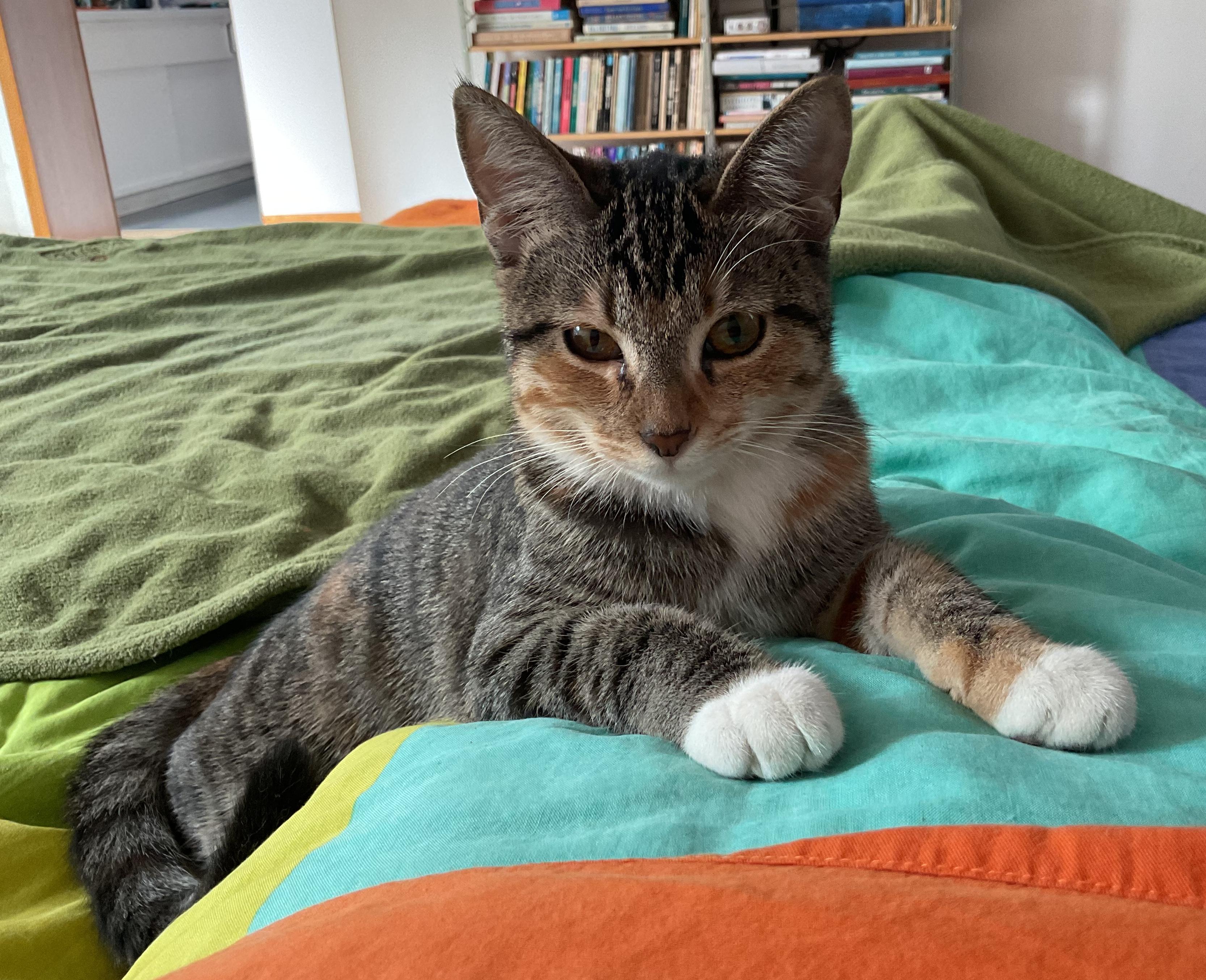 Enlarge Lassen, an adopted Domestic Short Hair in Sherman Oaks, CA image 5/6