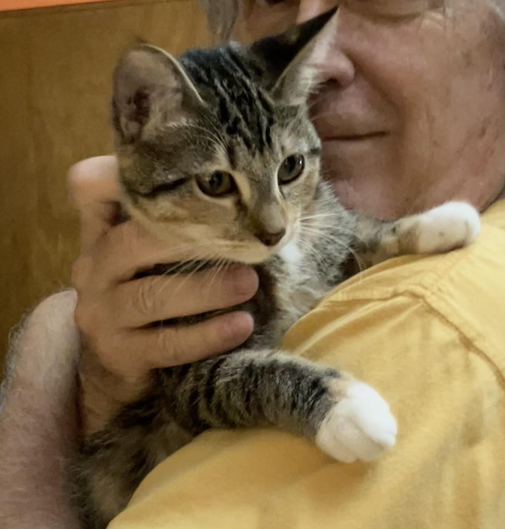 Enlarge Lassen, an adopted Domestic Short Hair in Sherman Oaks, CA image 6/6