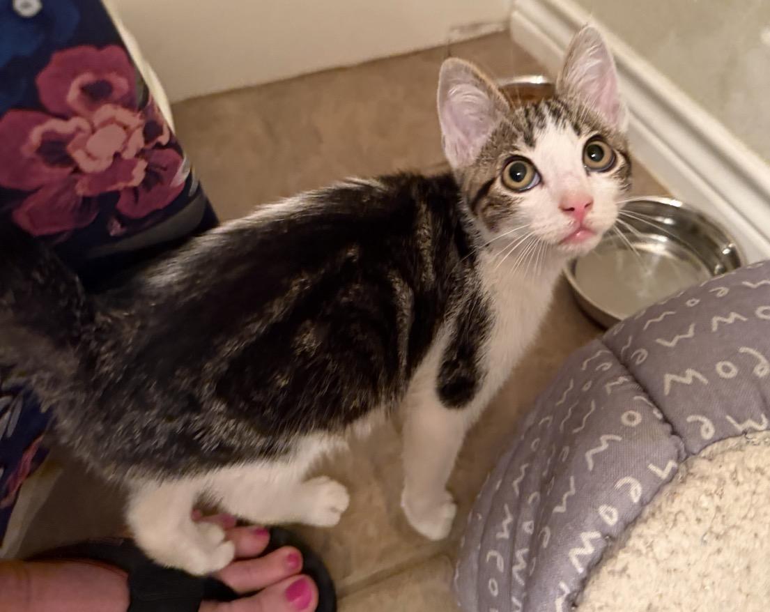 Purr Grr King, Adoptable, Kitten Male Domestic Short Hair.