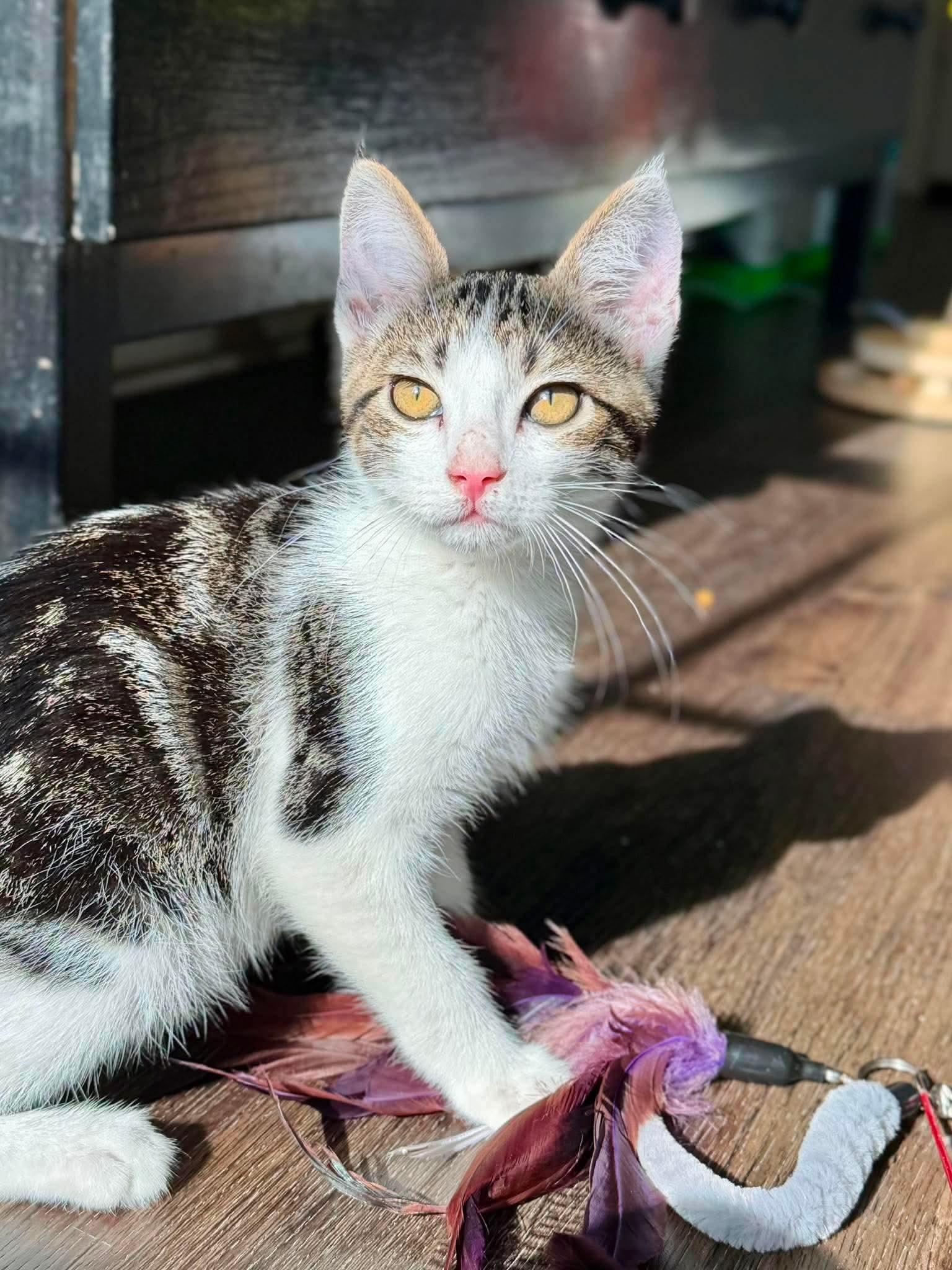 Purr Grr King, a Adoptable Domestic Short Hair in Houston, TX image 2/2