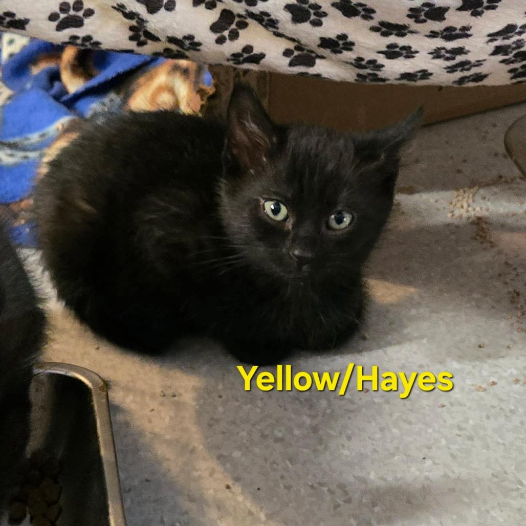Enlarge Hayes (yellow), a Adoptable Domestic Short Hair in Allyn, WA image 1/1