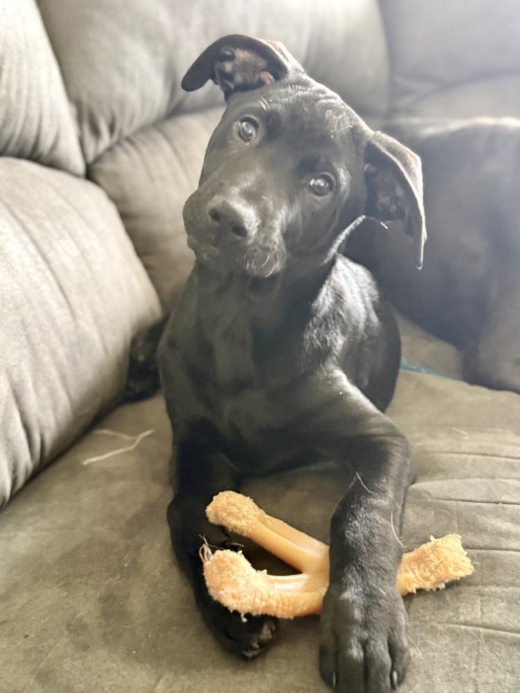 Shepherd, a Adoptable mixed breed in Irwin, PA image 2/5