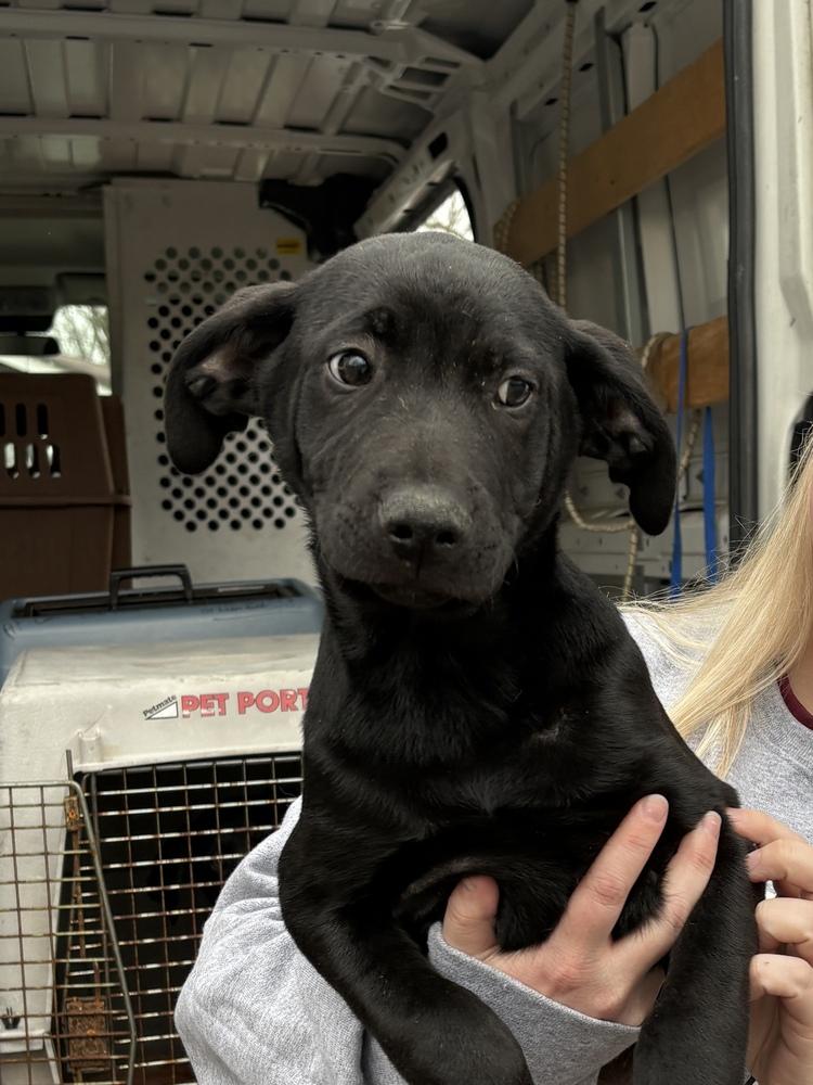 Shepherd, a Adoptable mixed breed in Irwin, PA image 5/5