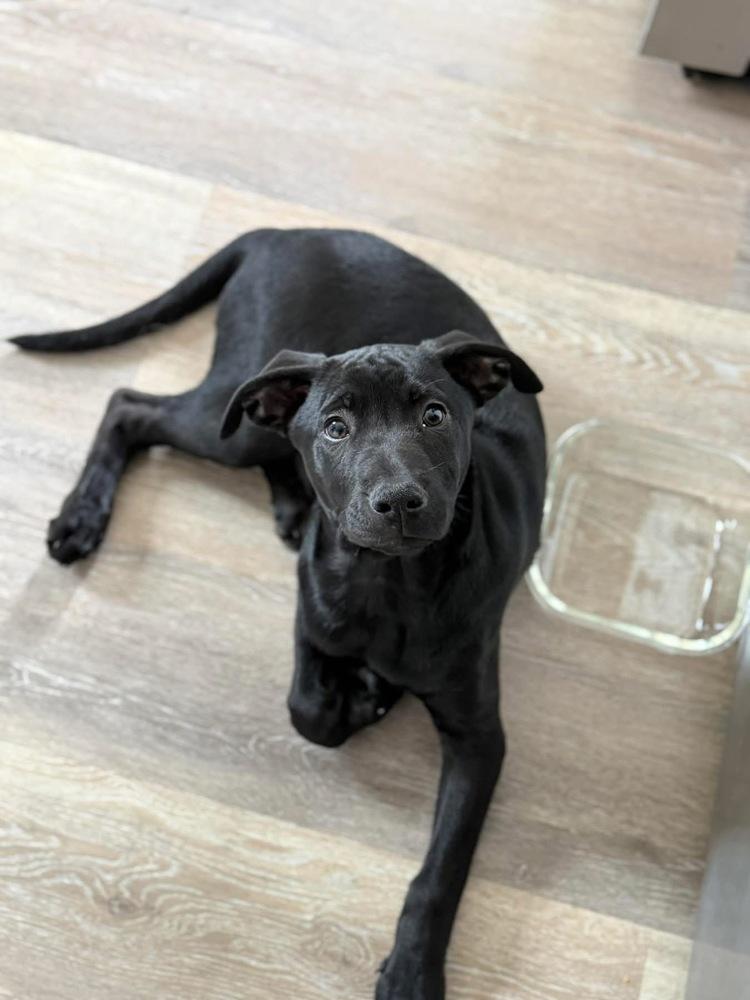 Shepherd, a Adoptable mixed breed in Irwin, PA image 1/5