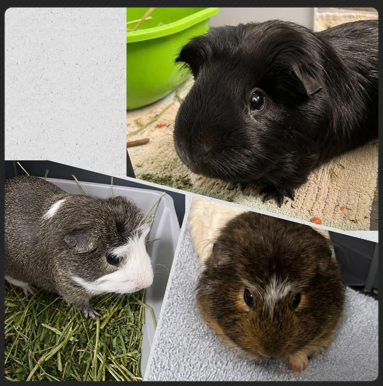 Woody, Buzz & Andy, ADOPTABLE, Baby Male Guinea Pig.