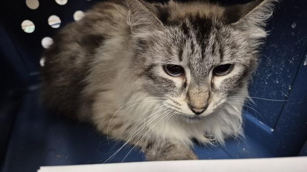 Fonzie - Working Cat, Adoptable, Adult Female Domestic Short Hair.