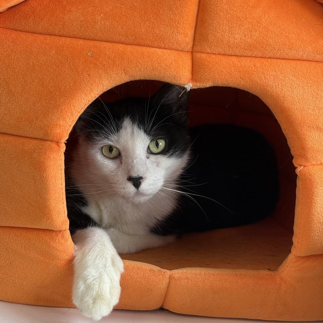 Stewie, a Adoptable Domestic Short Hair in Jupiter, FL image 1/5