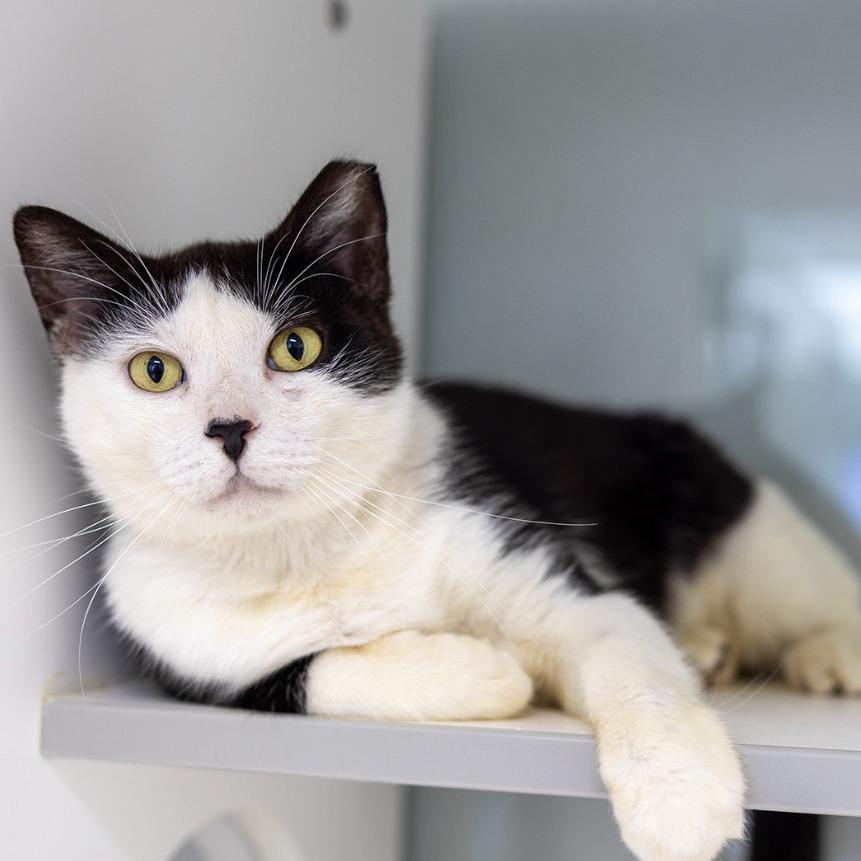 Stewie, a Adoptable Domestic Short Hair in Jupiter, FL image 2/5