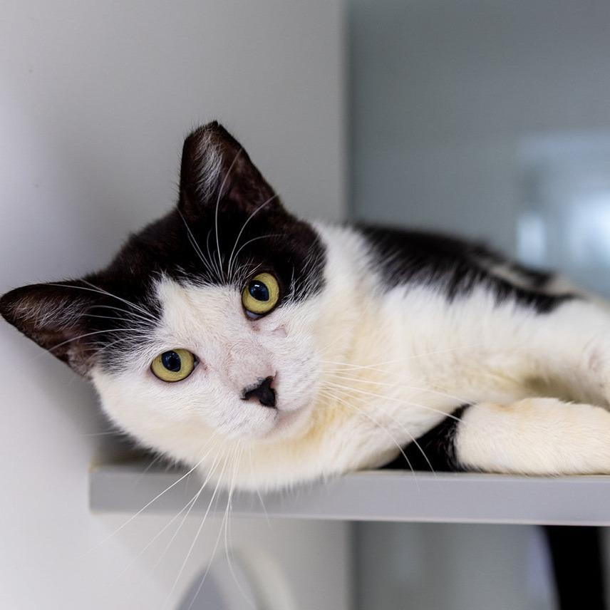 Stewie, a Adoptable Domestic Short Hair in Jupiter, FL image 3/5