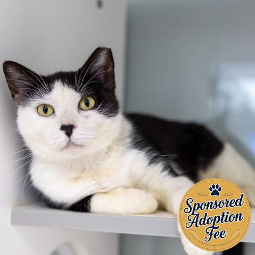 Stewie, a Adoptable Domestic Short Hair in Jupiter, FL image 4/5