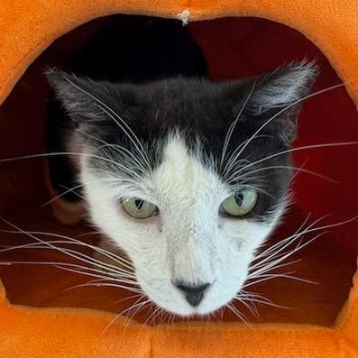 Stewie, a Adoptable Domestic Short Hair in Jupiter, FL image 5/5