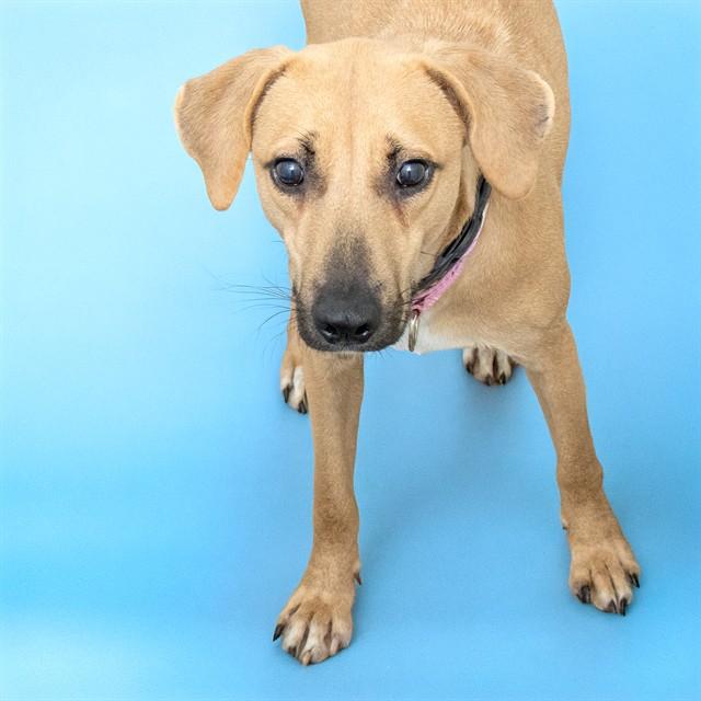 TOTAH, Adoptable, Young Female Labrador Retriever & Beagle.