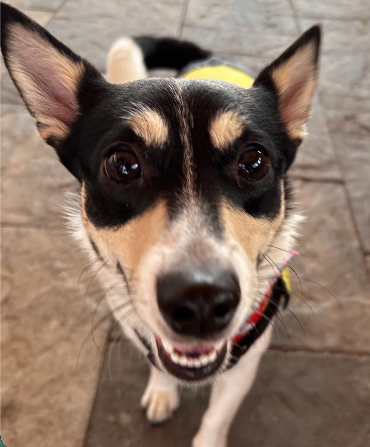 Enlarge Nala Jean, a Adoptable mixed breed in Arlington, TX image 1/3