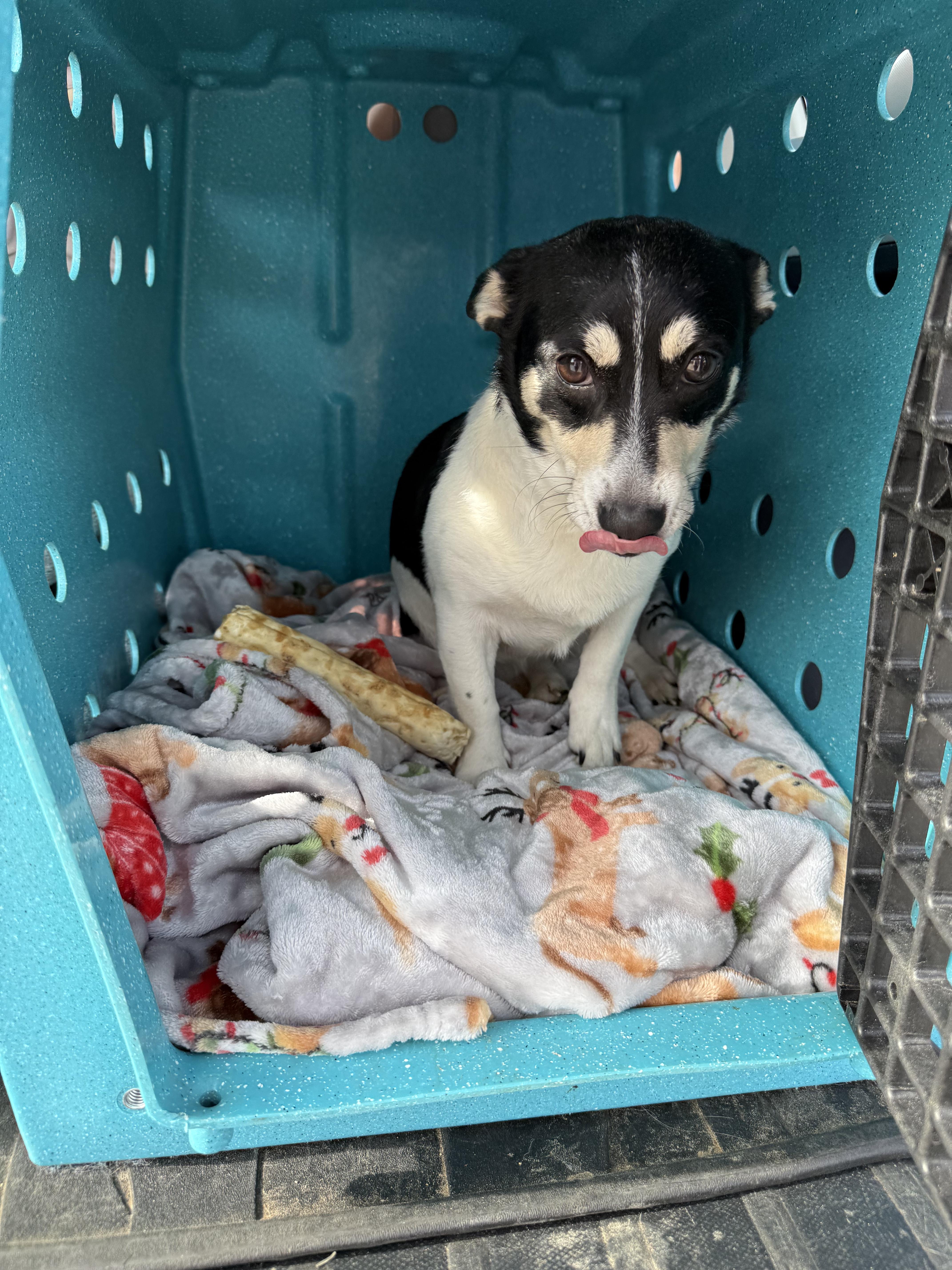 Nala Jean, Adoptable, Adult Female Pembroke Welsh Corgi.