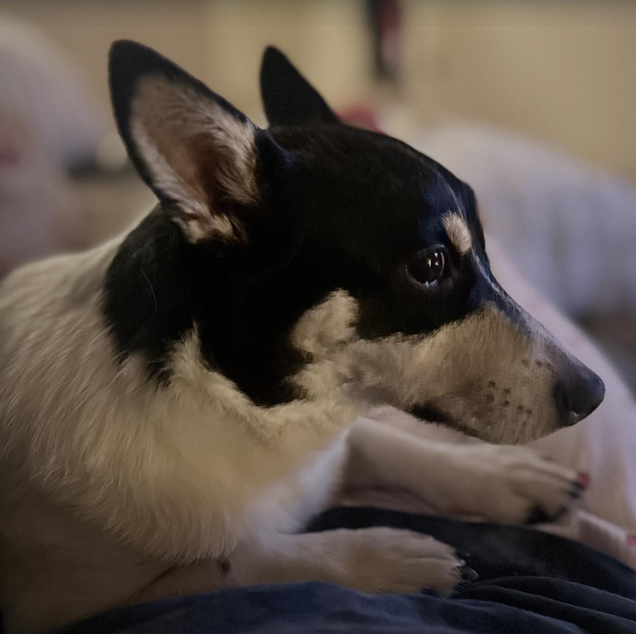 Nala Jean, Adoptable, Adult Female Pembroke Welsh Corgi.