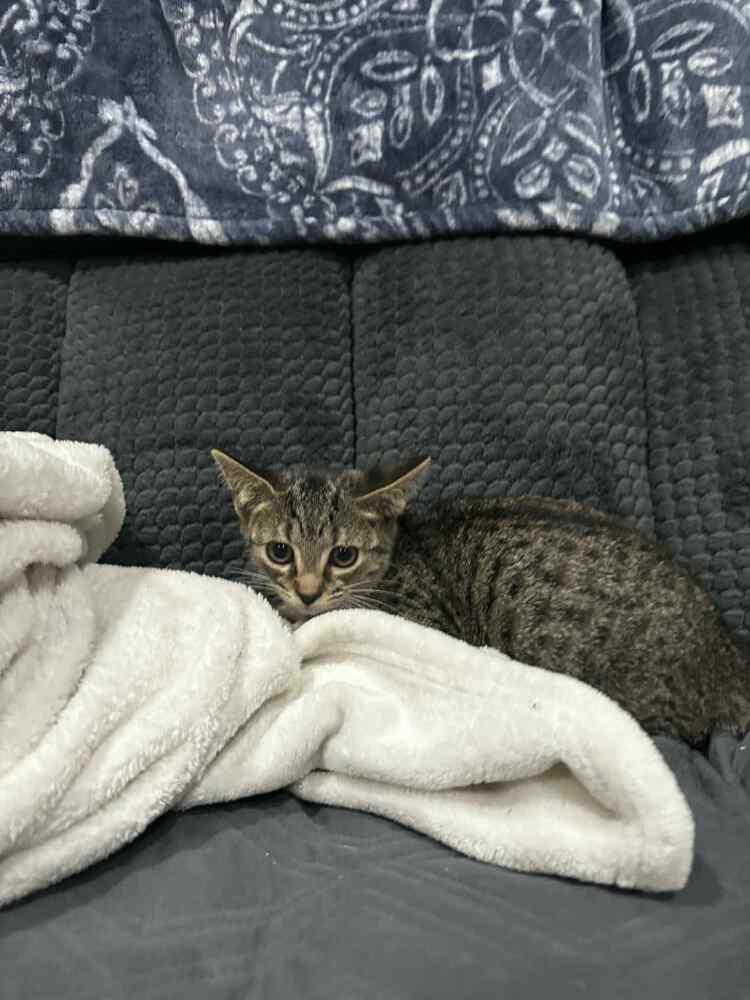 Enlarge VERONICA, a Adoptable Domestic Short Hair in Dutton, VA image 1/1