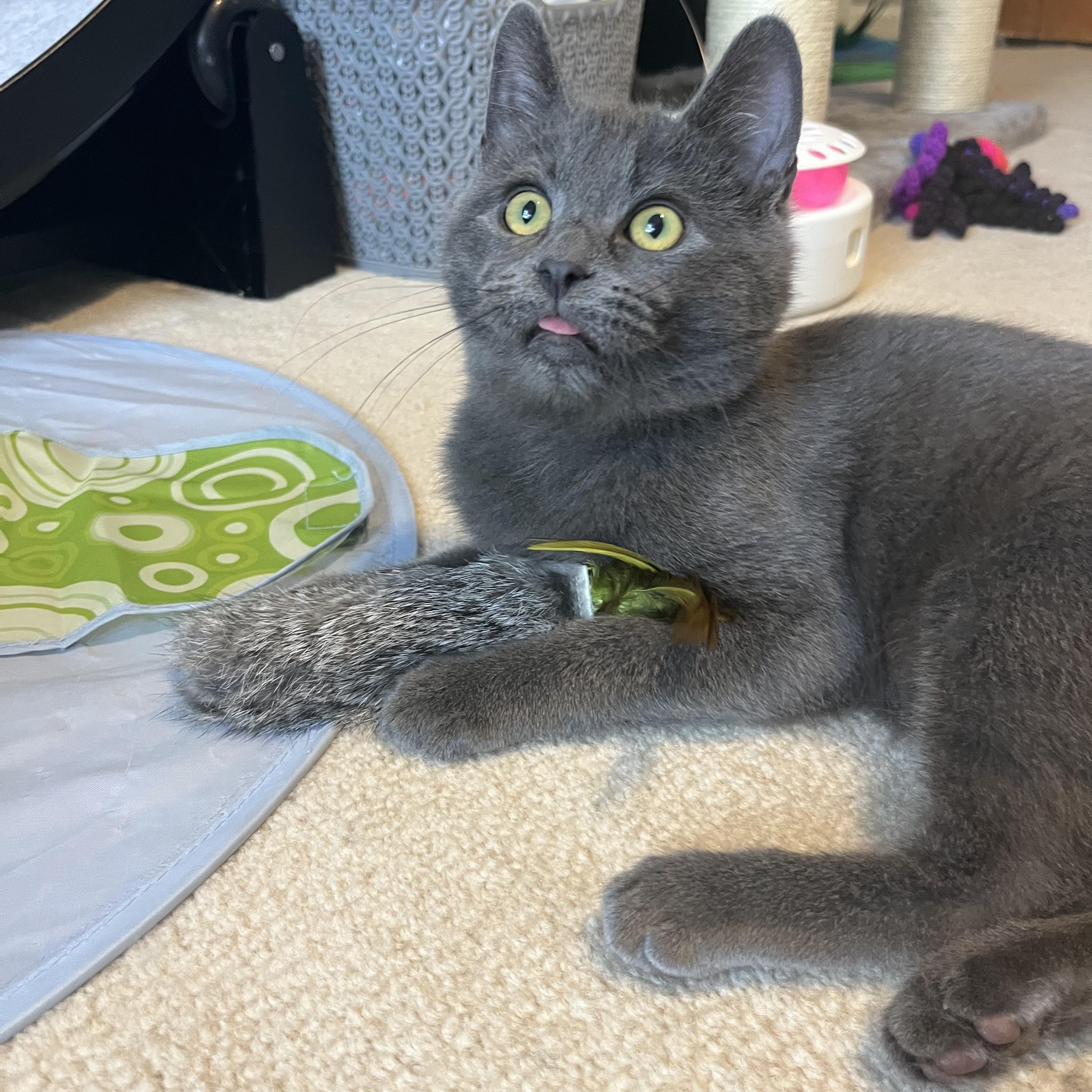 Enlarge Britta (bonded with Brennan), an adopted Domestic Short Hair in South Lyon, MI image 5/5