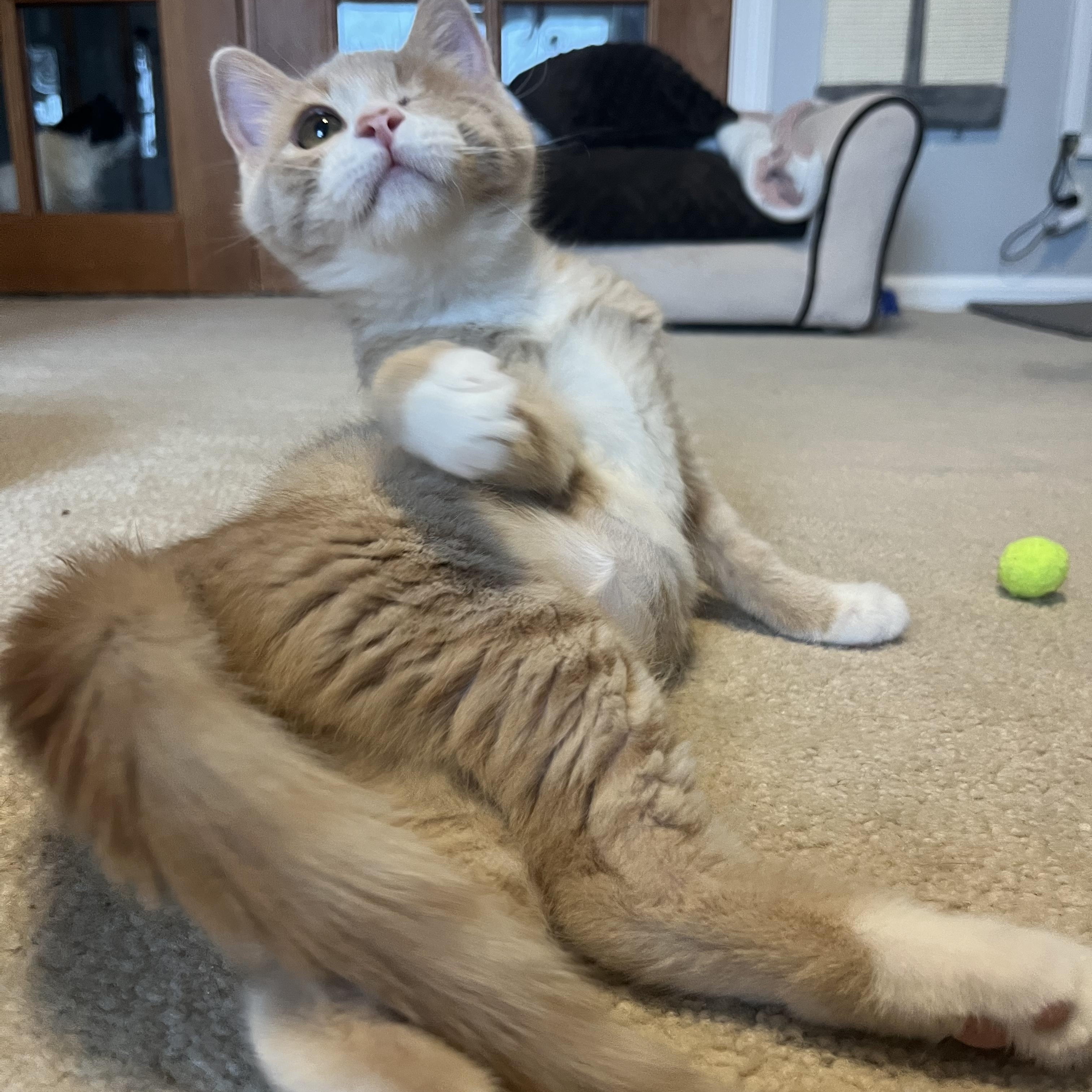 Enlarge Britta (bonded with Brennan), an adopted Domestic Short Hair in South Lyon, MI image 3/5