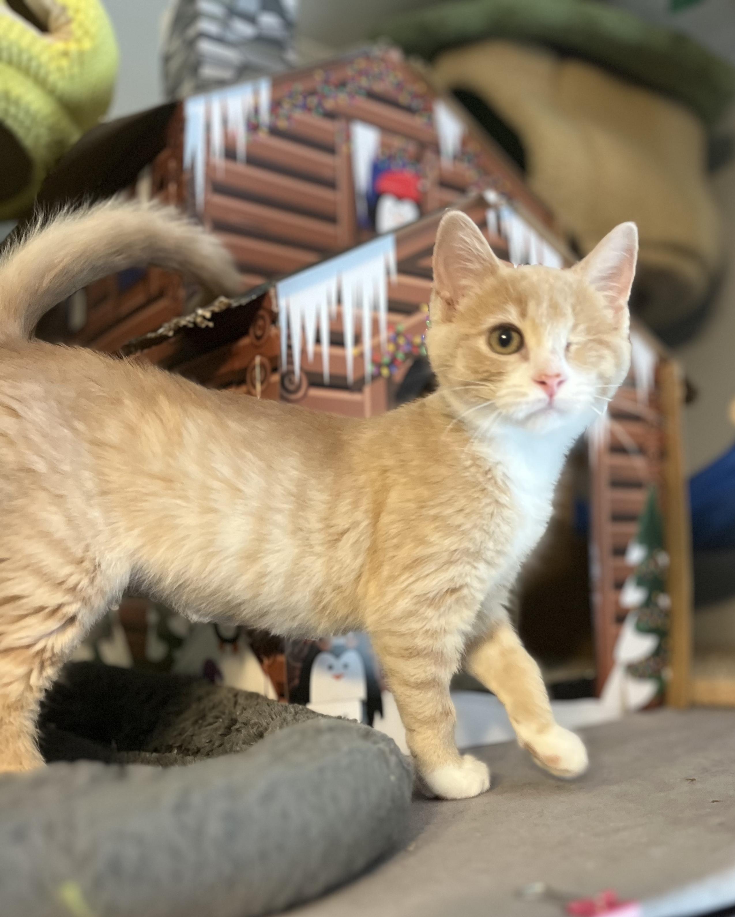 Enlarge Britta (bonded with Brennan), an adopted Domestic Short Hair in South Lyon, MI image 2/5